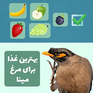غذای مرغ مینا