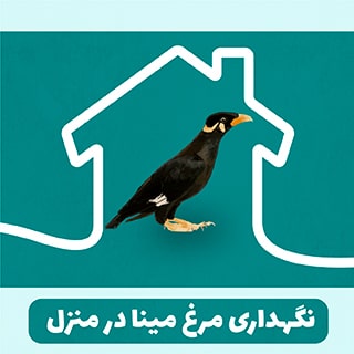نگهداری مرغ مینا