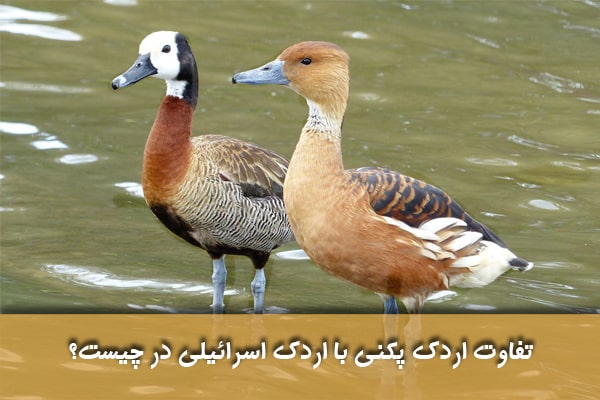 مقایسه گوشت اردک مسکووی با اردک پکنی