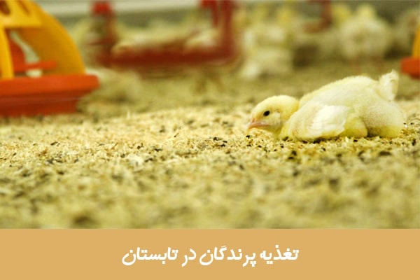 تغذیه پرندگان در تابستان