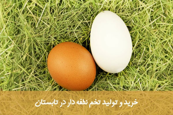 تولید تخم نطفه دار در تابستان