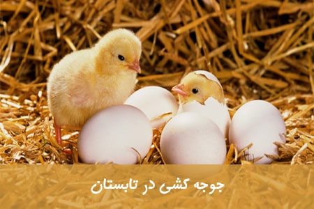 آموزش جوجه کشی در تابستان