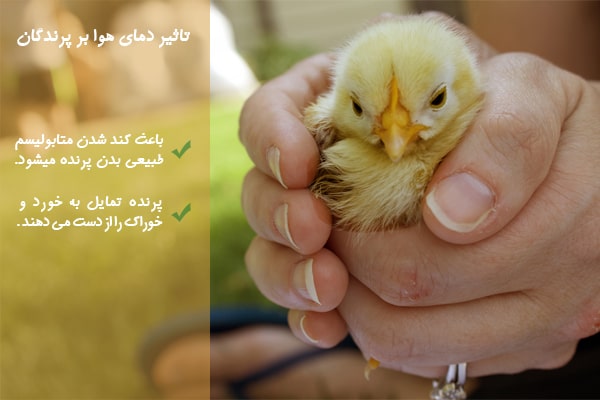 تاثیر دمای هوا در جوجه کشی تابستان