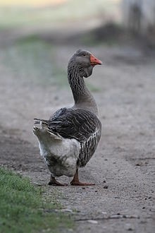 نژاد غاز تولوز