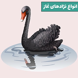 انواع نژاد غازها