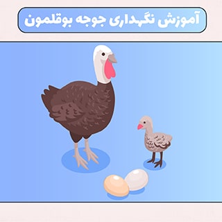 آموزش نگهداری جوجه بوقلمون