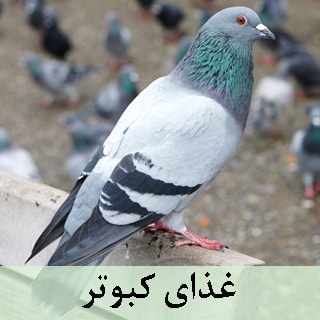 بهترین غذا برای کبوتر