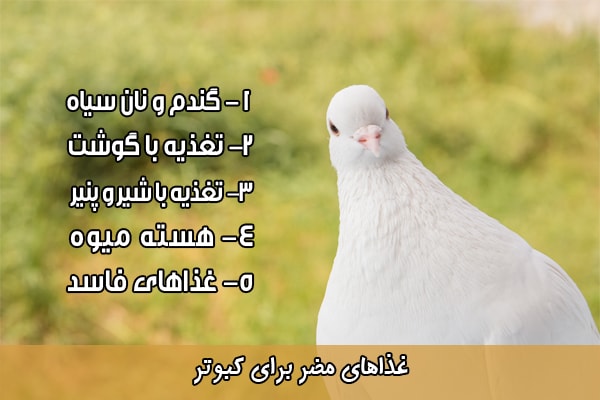 غذای مضر برای کبوتر