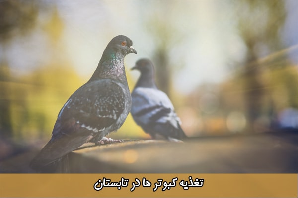 غذای کبوتر در تابستان