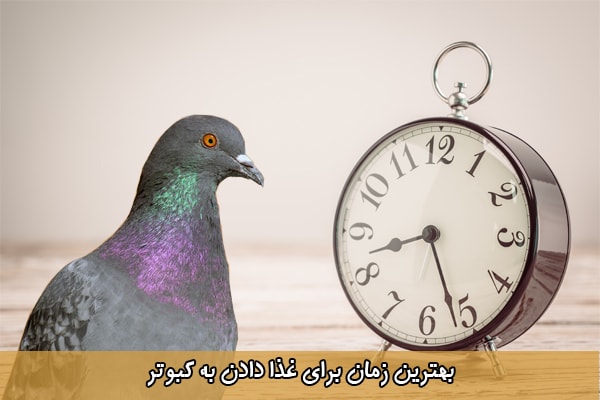 بهترین زمان برای غذا دادن به کبوتر