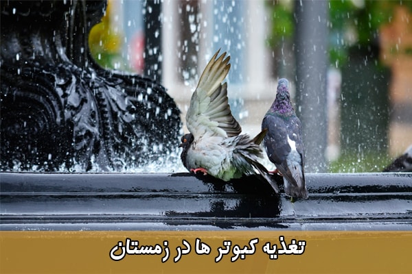 دان کبوتر در زمستان