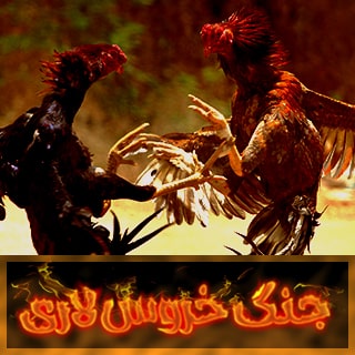 جنگ خروس لاری