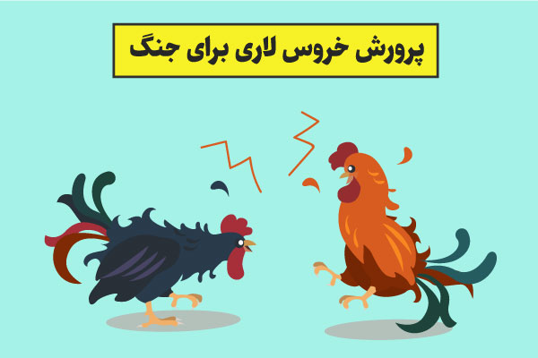 پرورش خروس لاری برای جنگ