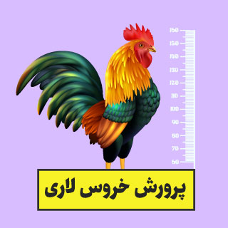 پرورش خروس لاری