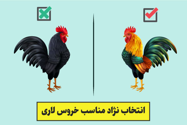 نژاد مناسب لاری برای پرورش