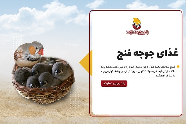 غذای جوجه فنچ