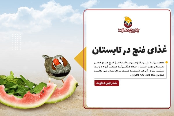 غذای فنچ در تابستان