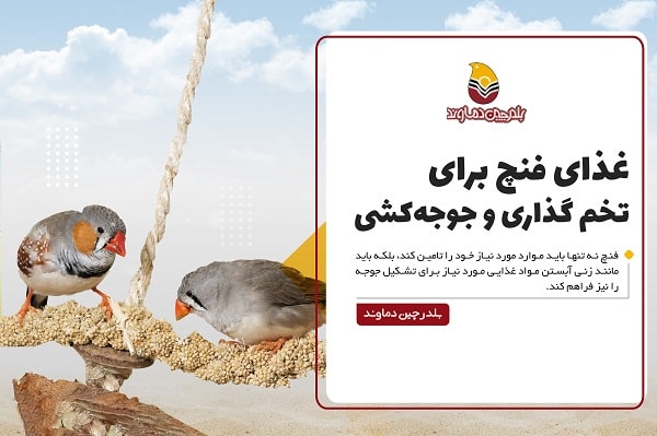 غذای فنچ در زمان جوجه کشی