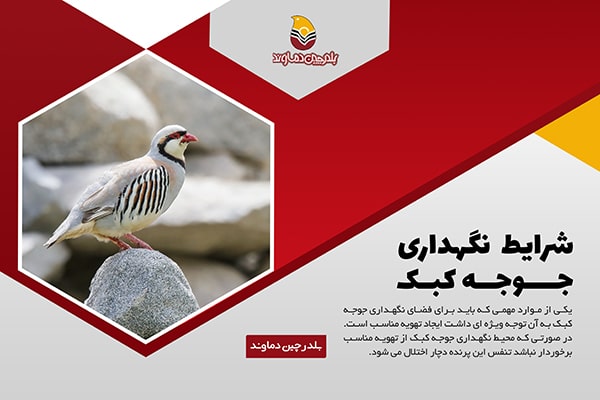 شرایط نگهداری جوجه کبک