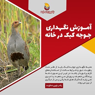 نگهداری جوجه کبک در منزل