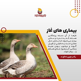 بیماری های غاز