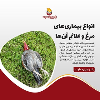 بیماری های مرغ