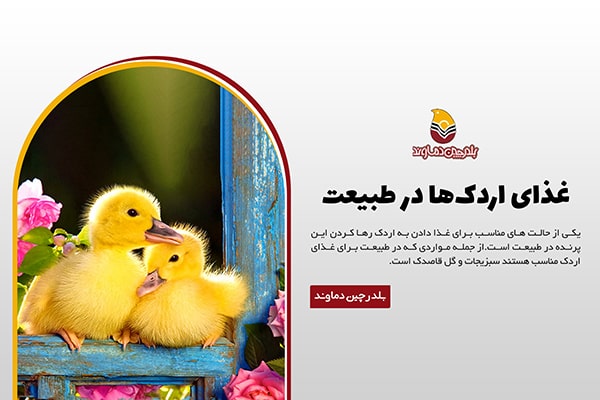 غذای اردک در طبیعت