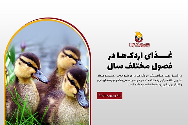 غذای اردک در فصول مختلف سال