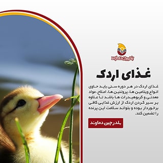 غذای اردک