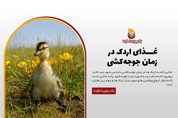 غذای اردک در زمان جوجه کشی