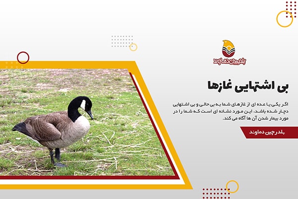بی اشتهایی غازها