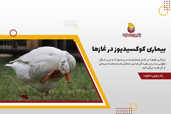 بیماری کوکسیدیوز در غازها