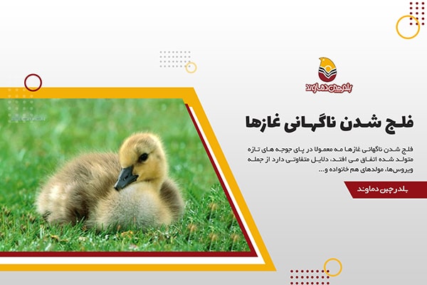 فلج شدن غازها