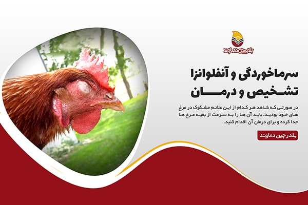 آنفبوانزای مرغی