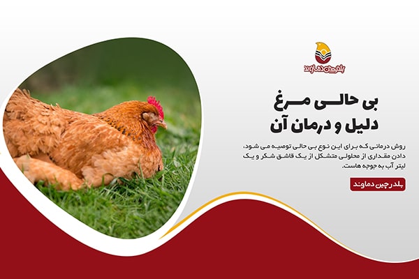 بی حالی مرغ