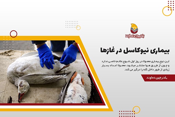 بیماری نیوکاسل در غاز