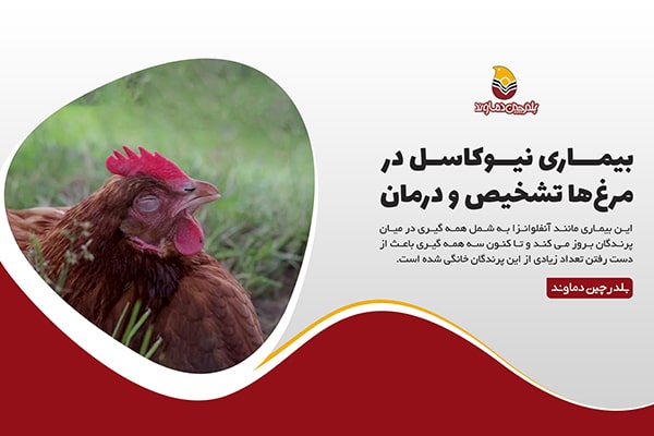 بیماری نیوکاسل در مرغ ها