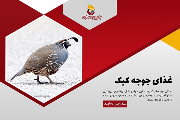 غذای جوجه کبک