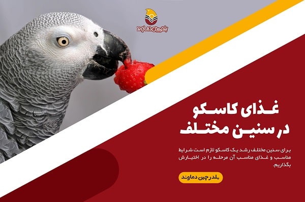 غذای کاسکو در سنین مختلف