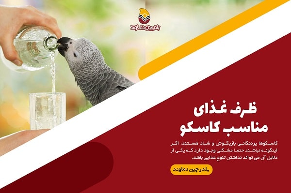 ظرف غذای کاسکو