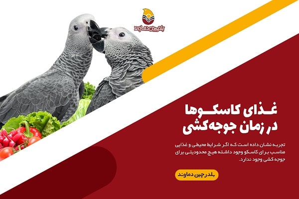 غذای کاسکو در زمان جوجه کشی