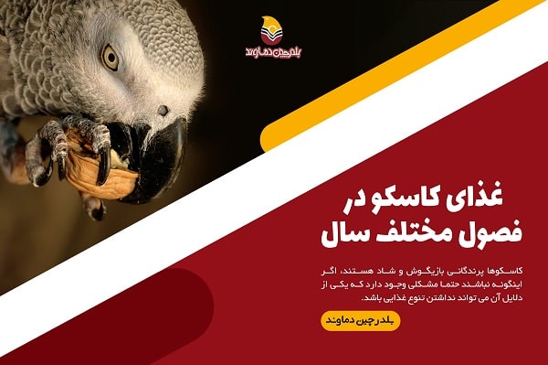 غذای کاسکوها در فصول مختلف سال