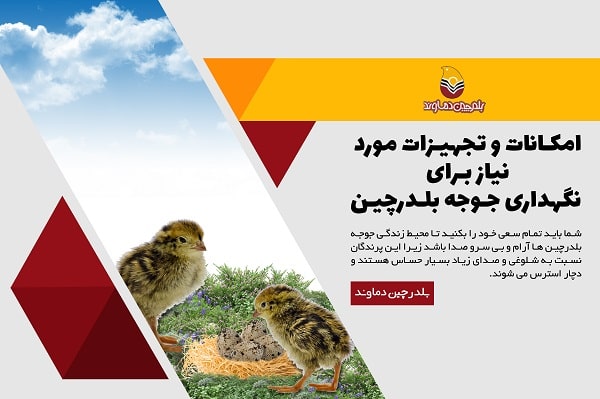 امکانات نگهداری جوجه بلدرچین