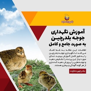 آموزش نگهداری جوجه بلدرچین