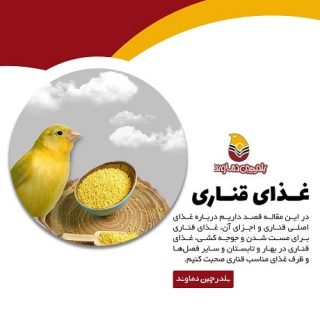 غذای قناری چیست؟