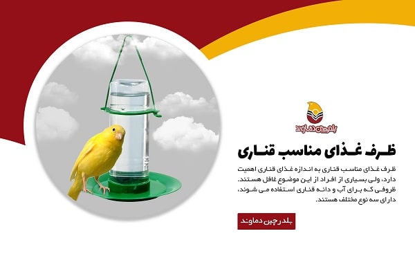 ظرف غذای مناسب قناری