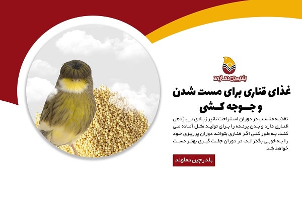 غذای قناری برای جوجه کشی