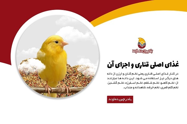 اجزای غذای قناری