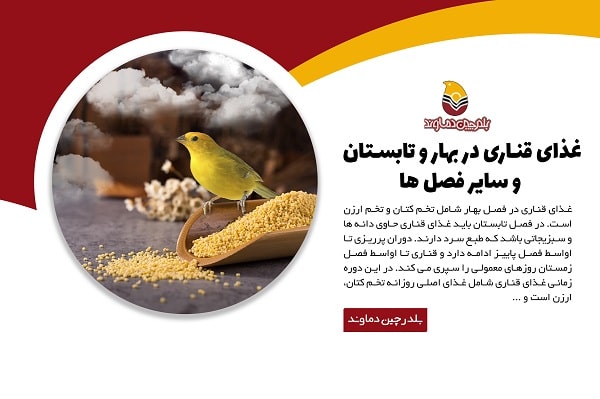 غذای قناری در فصول مختلف سال