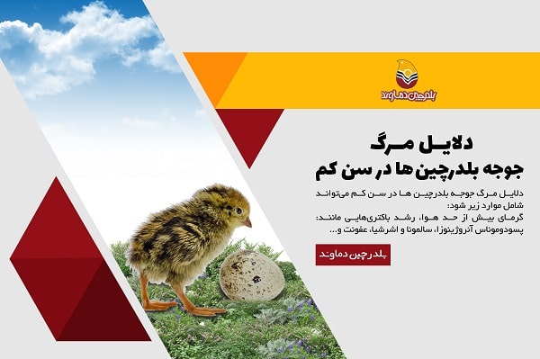 مرگ جوجه بلدرچین
